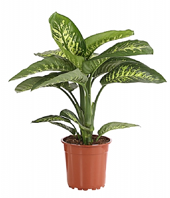 Saksida Difenbahya iegi