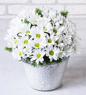 Konik Vazoda Beyaz Papatya