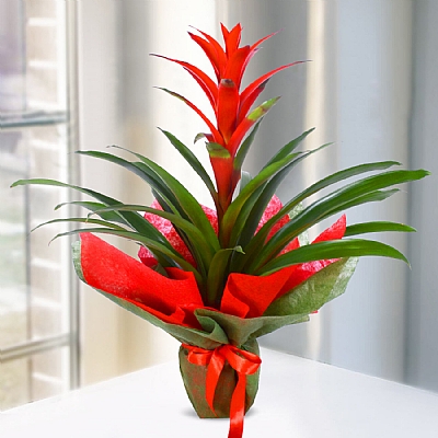 Guzmania Bitkisi