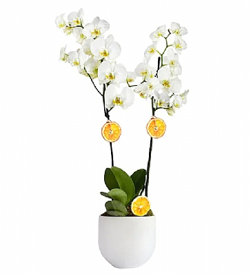 Iki Dal Beyaz Orkide